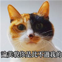 萌萌哒的网红猫系列微信搞笑表情包