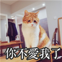 萌萌哒的网红猫系列微信搞笑表情包