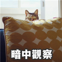 萌萌哒的网红猫系列微信搞笑表情包