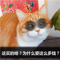 可爱萌萌哒的双十二剁手喵星人微信表情包下载