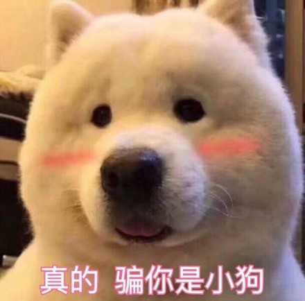 可爱搞笑吸猫吸汪会所系列微信表情包下载