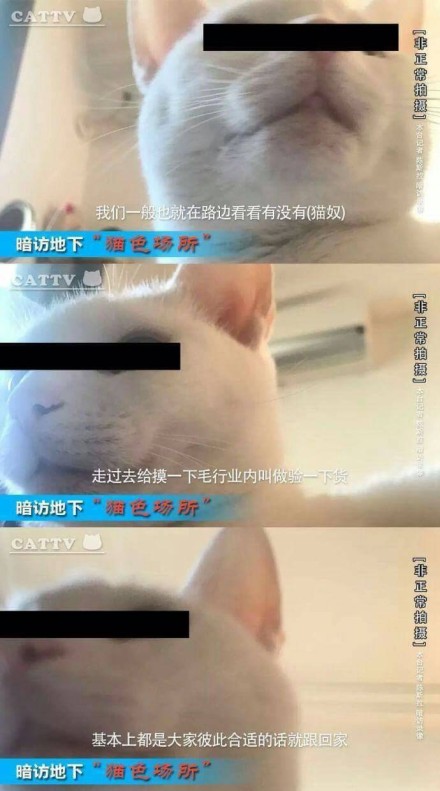 可爱搞笑吸猫吸汪会所系列微信表情包下载