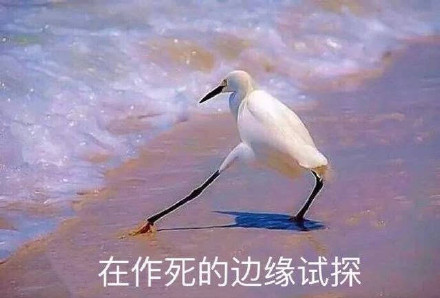 海鸥沙滩试探系列微信表情包合集下载