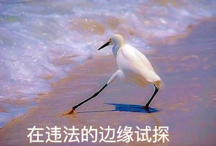 海鸥沙滩试探系列微信表情包合集下载