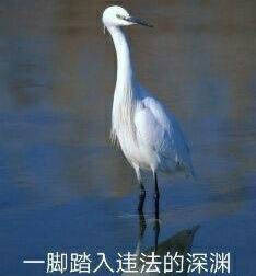 海鸥沙滩试探系列微信表情包合集下载