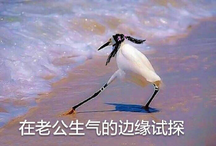 海鸥沙滩试探系列微信表情包合集下载