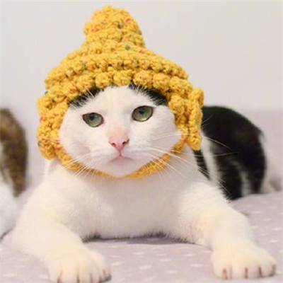 萌萌哒的宠物系列微信情侣头像下载