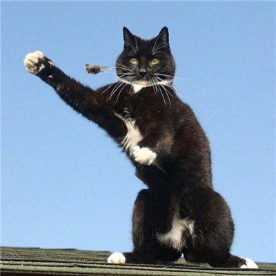 萌萌哒的宠物系列微信情侣头像下载