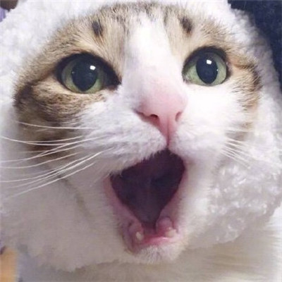 萌萌哒的宠物系列微信情侣头像下载