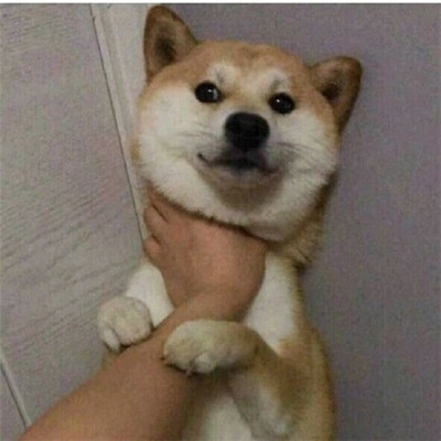 萌萌哒的宠物系列微信情侣头像下载