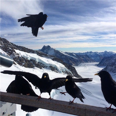 霸气简洁微信纯文字头像合集下载