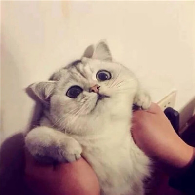 可爱萌系宠物系列微信情侣头像下载