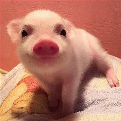 可爱萌系宠物系列微信情侣头像下载