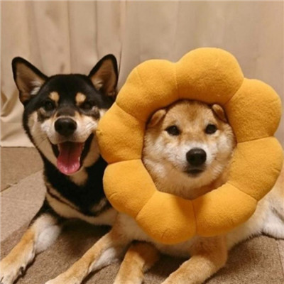 可爱萌系宠物系列微信情侣头像下载