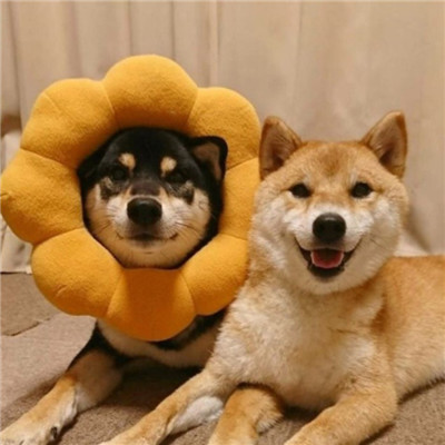 可爱萌系宠物系列微信情侣头像下载