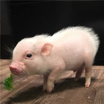 可爱萌系宠物系列微信情侣头像下载