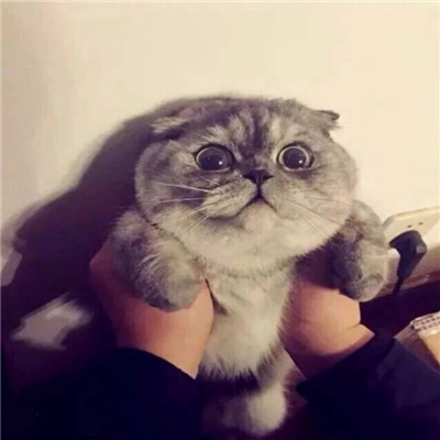 可爱萌系宠物系列微信情侣头像下载