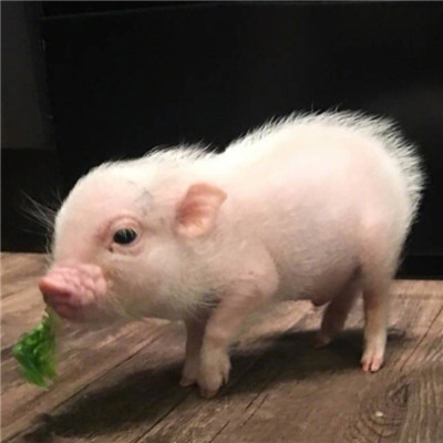 2018微信最新萌宠系列情侣头像合集下载