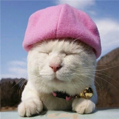 2018微信最新萌宠系列情侣头像合集下载