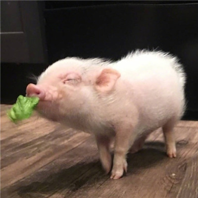 2018微信最新萌宠系列情侣头像合集下载