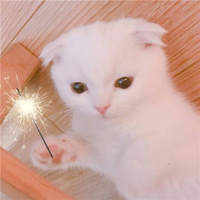 2018微信最新萌宠系列情侣头像合集下载