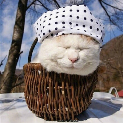 2018微信最新萌宠系列情侣头像合集下载