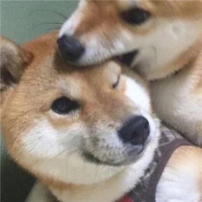 2018微信最新萌宠系列情侣头像合集下载