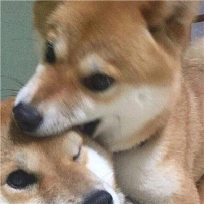 2018微信最新萌宠系列情侣头像合集下载