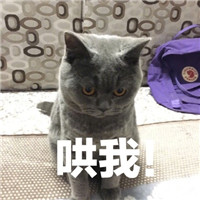 萌萌哒的喵星人系列微信恶搞表情包合集下载