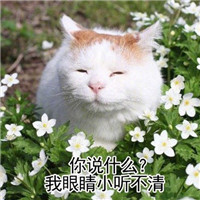 萌萌哒的喵星人系列微信恶搞表情包合集下载