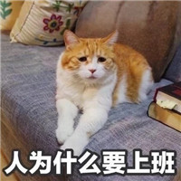 萌萌哒的喵星人系列微信恶搞表情包合集下载