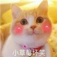 萌萌哒的喵星人系列微信恶搞表情包合集下载