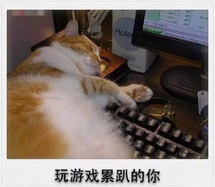 微信爆笑恶搞春节时期喵星人表情包合集下载