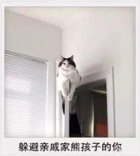 微信爆笑恶搞春节时期喵星人表情包合集下载