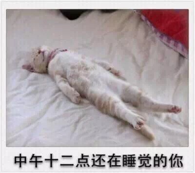 微信爆笑恶搞春节时期喵星人表情包合集下载