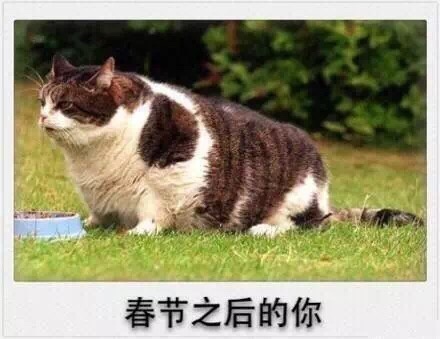 微信爆笑恶搞春节时期喵星人表情包合集下载