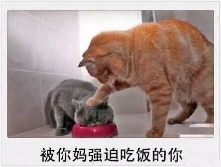 微信爆笑恶搞春节时期喵星人表情包合集下载