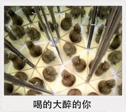 微信爆笑恶搞春节时期喵星人表情包合集下载