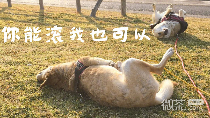 可爱魔性汪星人微信恶搞表情包合集下载
