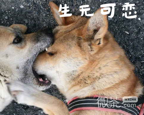 可爱魔性汪星人微信恶搞表情包合集下载