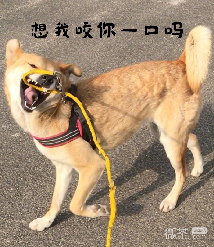 可爱魔性汪星人微信恶搞表情包合集下载
