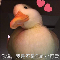 可爱搞笑关于鹅的微信文字表情包下载
