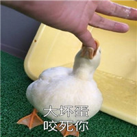可爱搞笑关于鹅的微信文字表情包下载