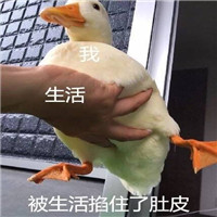 可爱搞笑关于鹅的微信文字表情包下载