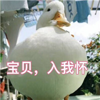 可爱搞笑关于鹅的微信文字表情包下载