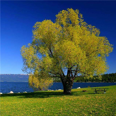 吉利好看微信唯美风景系列头像合集下载