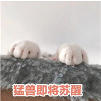 可爱萌萌哒的喵星人比心表情包合集下载