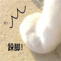 可爱萌萌哒的喵星人比心表情包合集下载