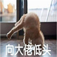 可爱萌萌哒的喵星人比心表情包合集下载