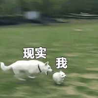 2018微信最新爆笑配字表情包头像合集下载